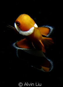 I shoot This Nemo Fish while safety stop with my Canon G12 by Alvin Liu 